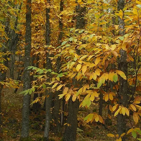 La Cueva Del Lince Εξοχικό σπίτι Zarza De Granadilla